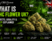 hhc flower uk